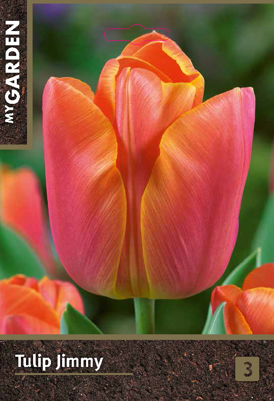 Тюльпан триумф Джимми